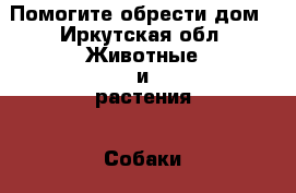 Помогите обрести дом - Иркутская обл. Животные и растения » Собаки   . Иркутская обл.